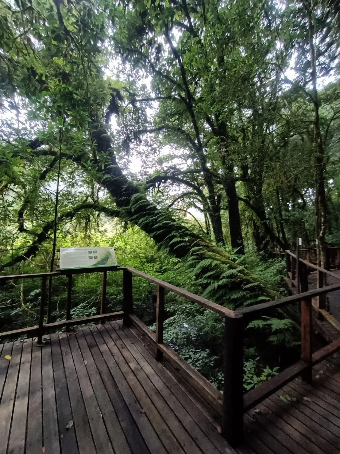 Inthanon national park & doi suthep temple — gallery photo 18