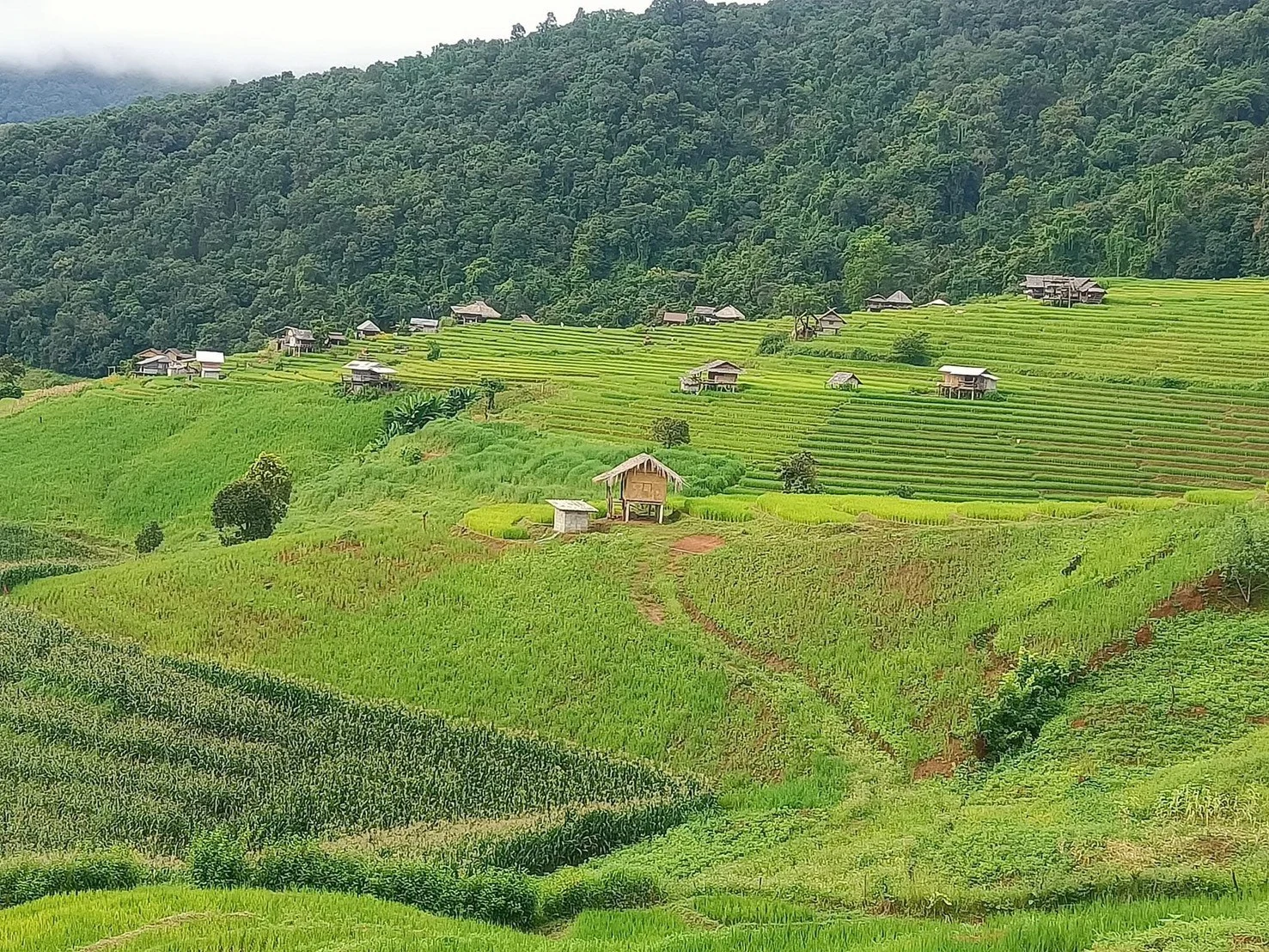 Inthanon national park & Phadok seaw natural trail — gallery photo 1