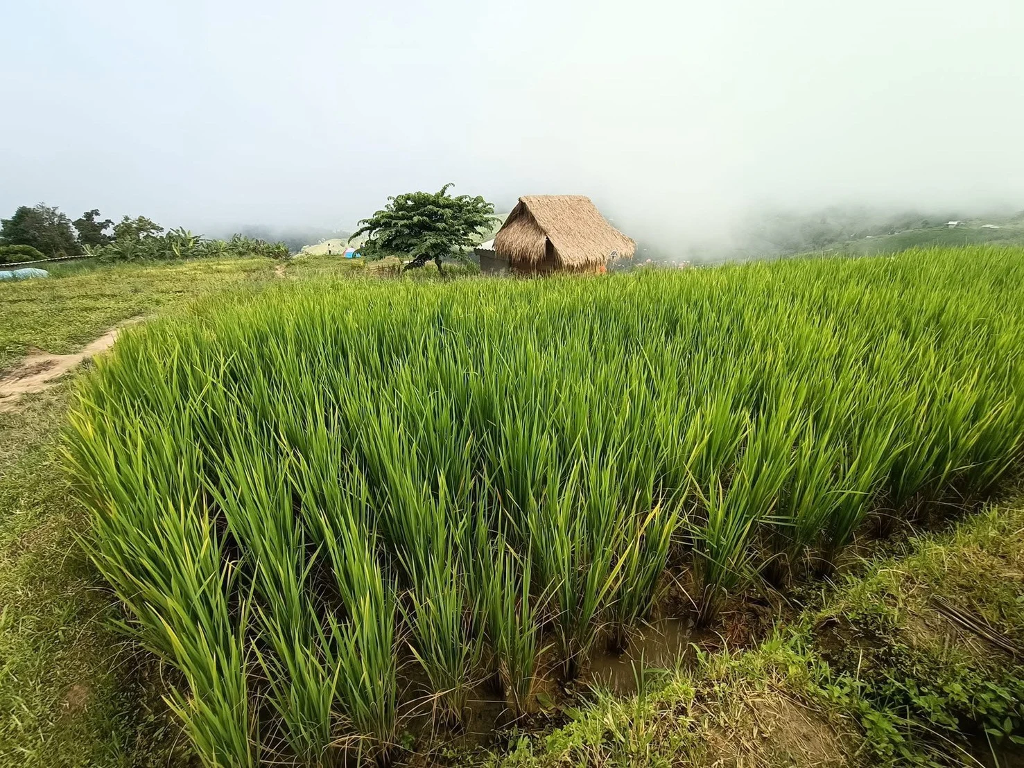 Inthanon national park & Phadok seaw natural trail — gallery photo 3