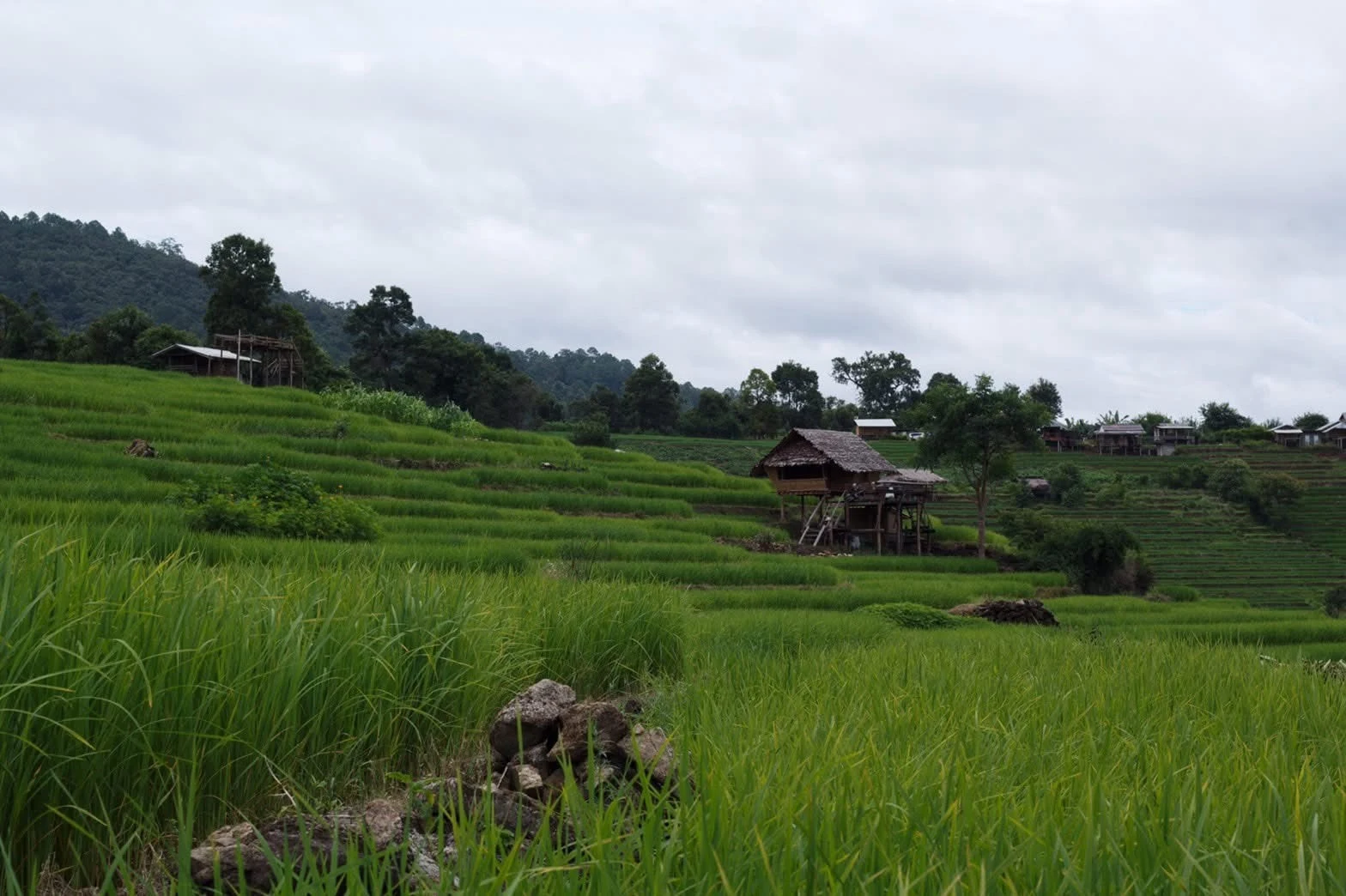 Inthanon national park & Phadok seaw natural trail — gallery photo 6