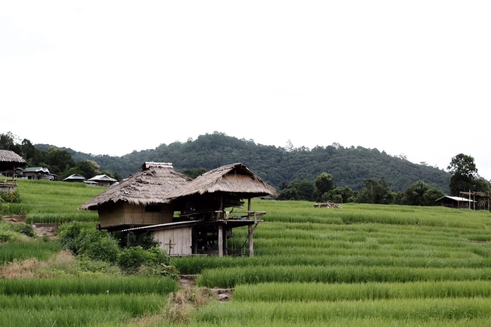 Inthanon national park & Phadok seaw natural trail — gallery photo 9
