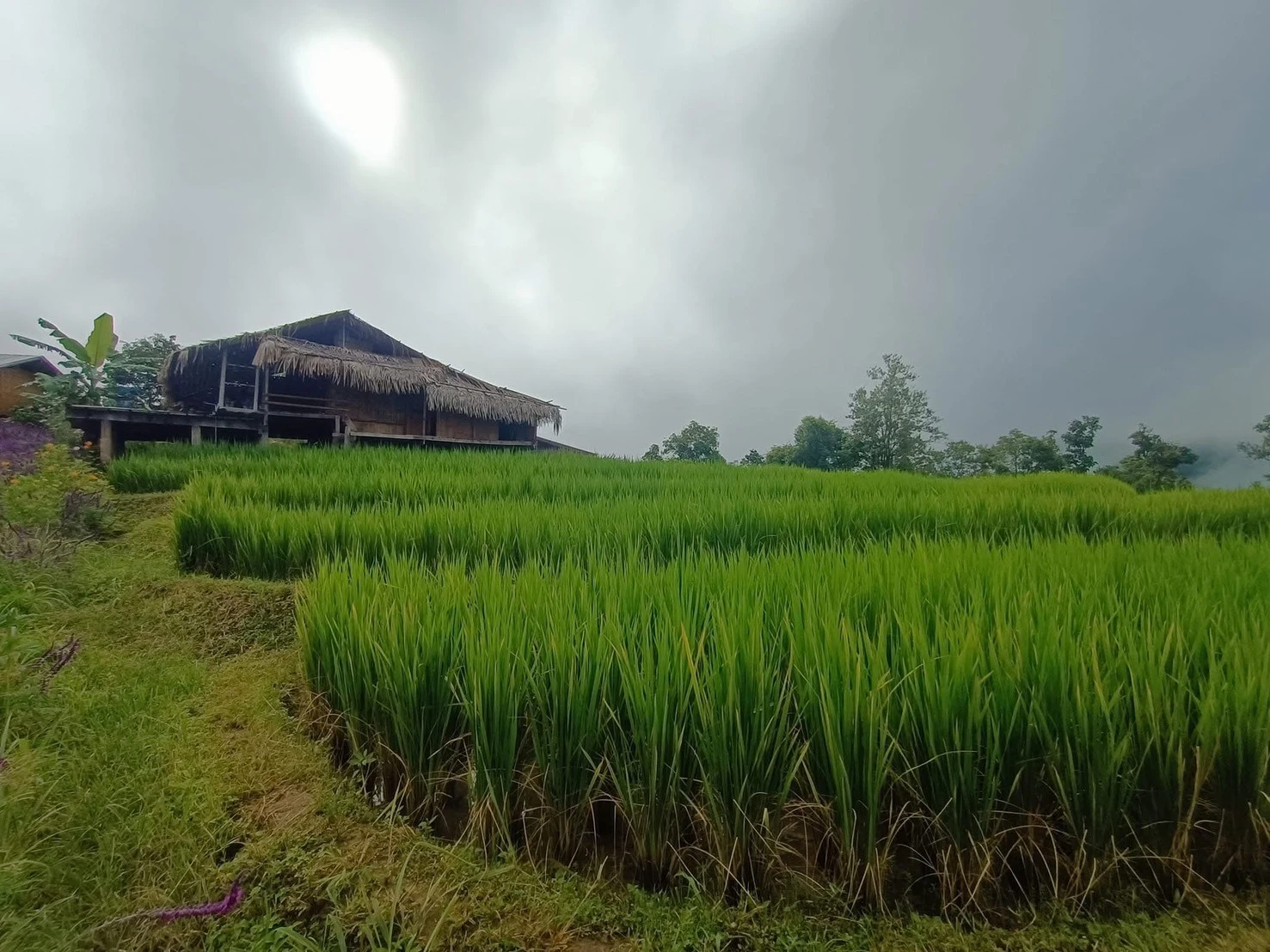 Inthanon national park & Phadok seaw natural trail — gallery photo 14