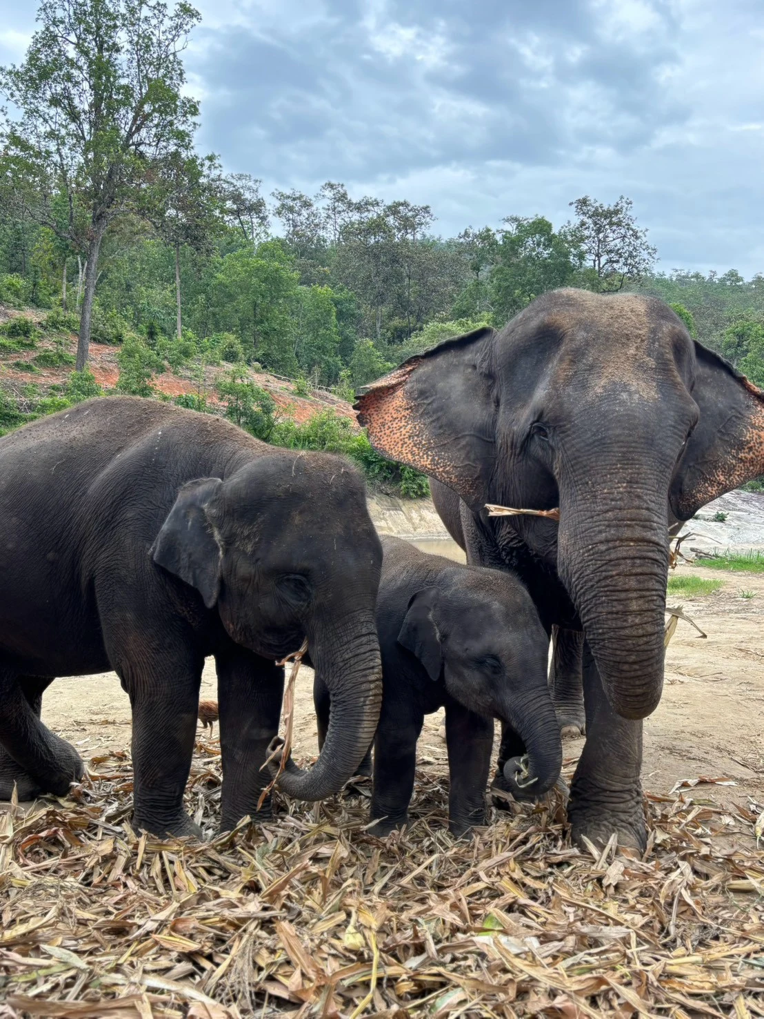 Wat phratat doi suthep& elephant sanctuary — gallery photo 19